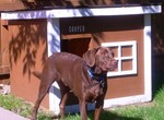 Cooper - Minnesota